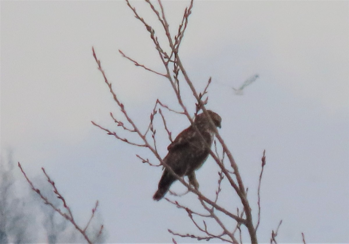 Rough-legged Hawk - ML404810041