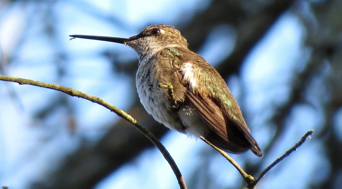 Black-chinned Hummingbird - ML40481031