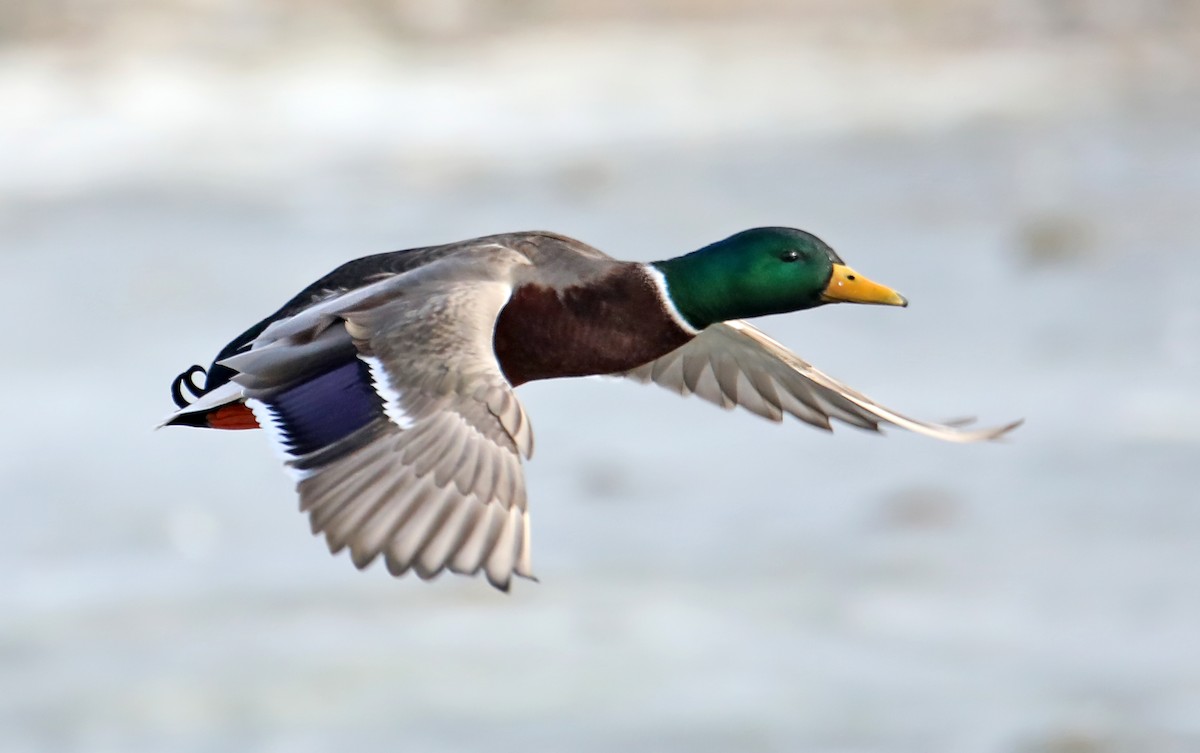 Mallard - ML404811011