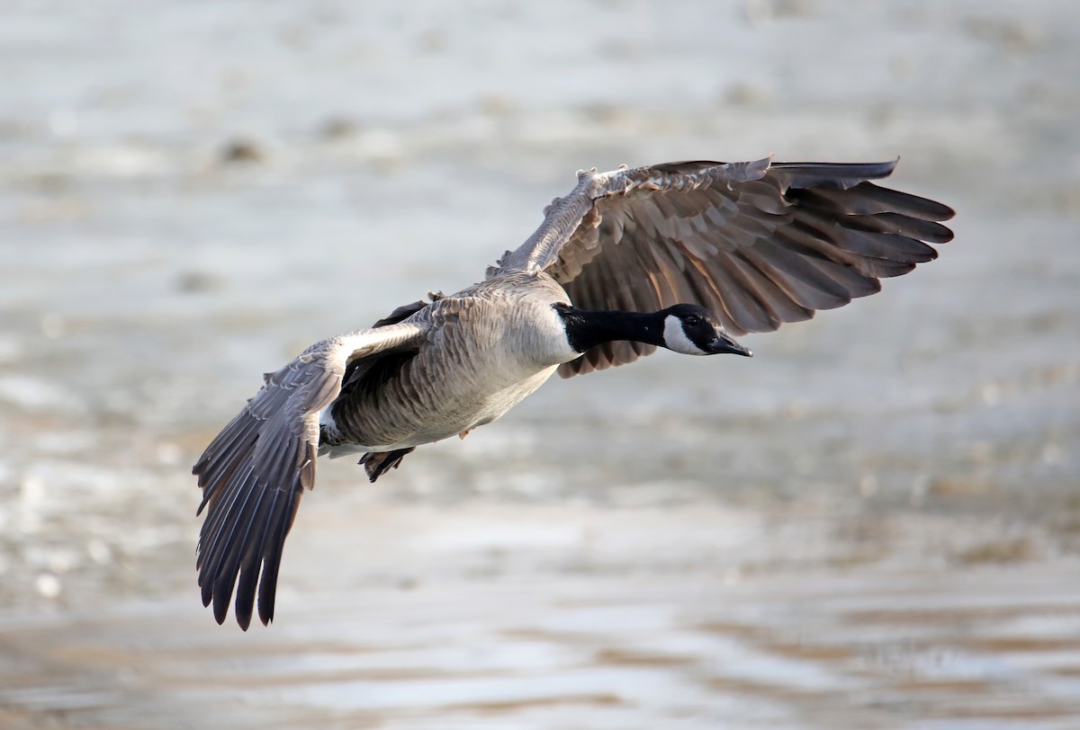 Canada Goose - Elizabeth Winter