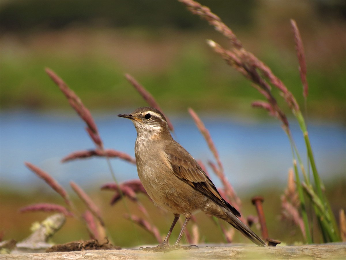 Buff-winged Cinclodes - ML404811341