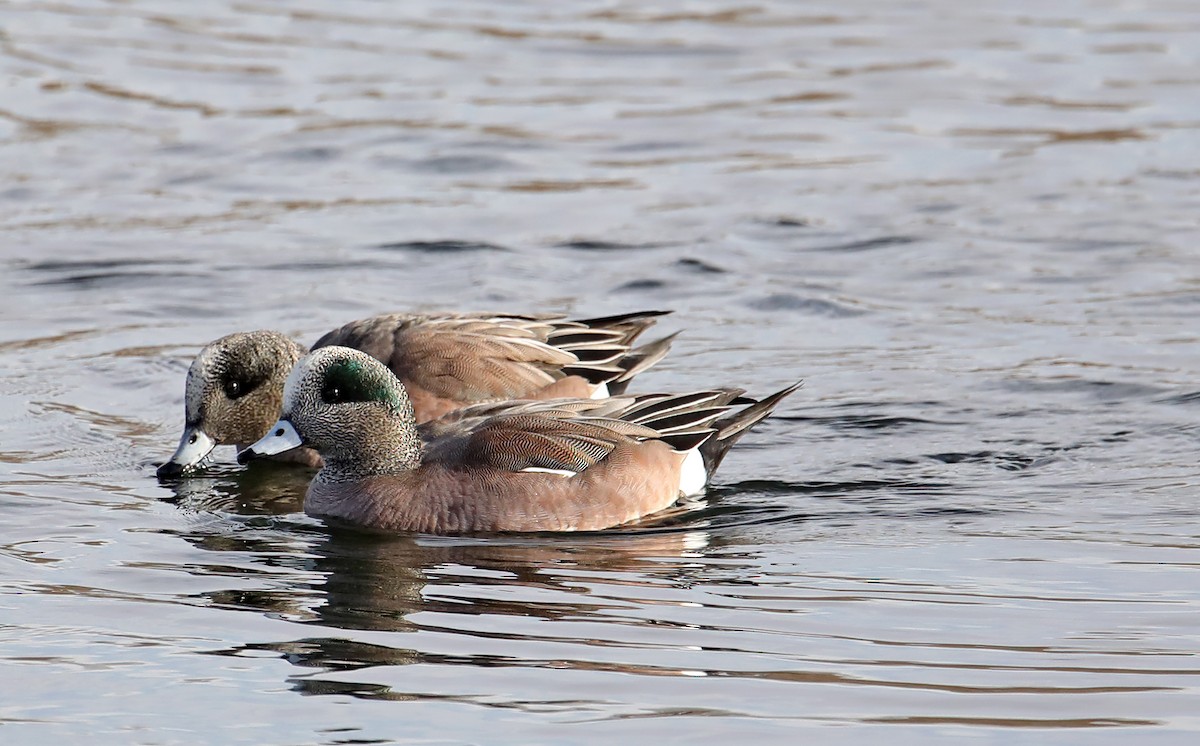 American Wigeon - ML404811391