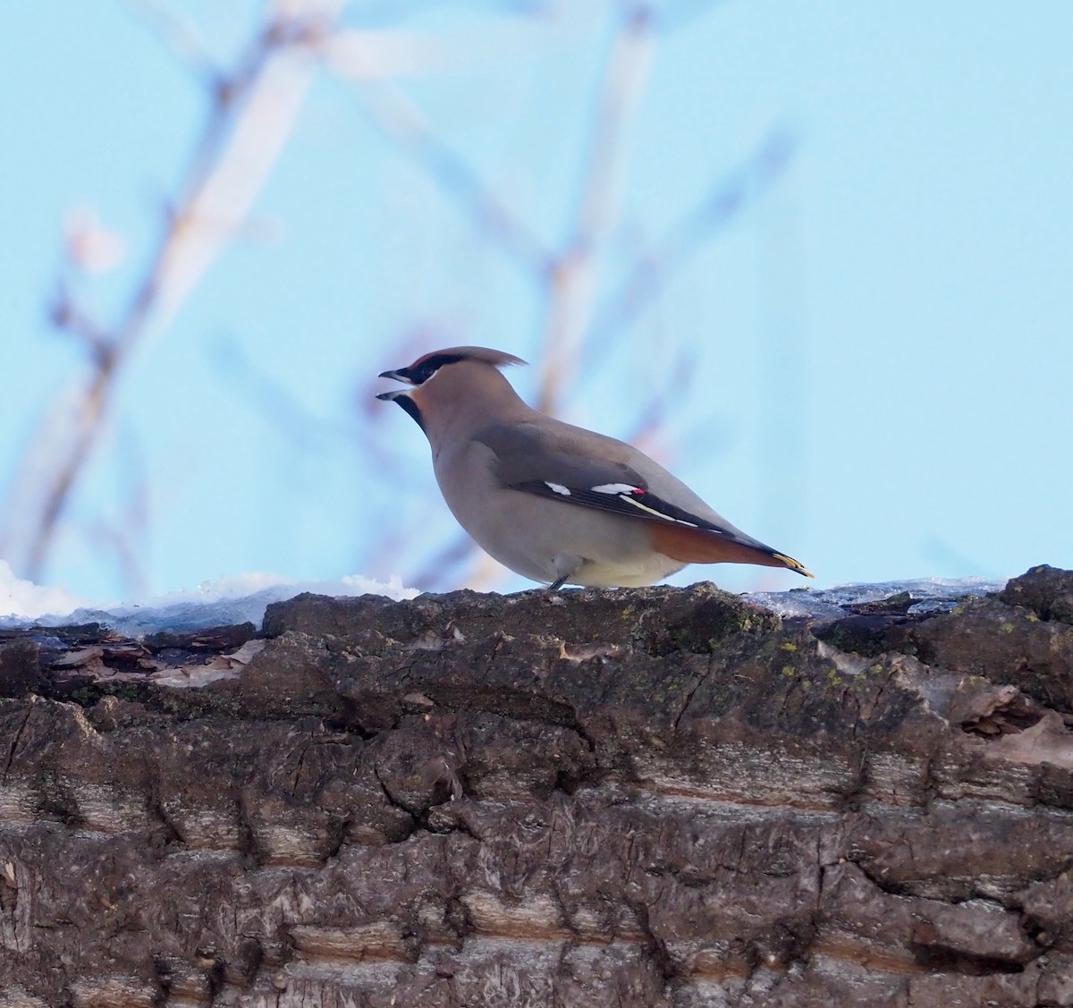 Bohemian Waxwing - ML404811751