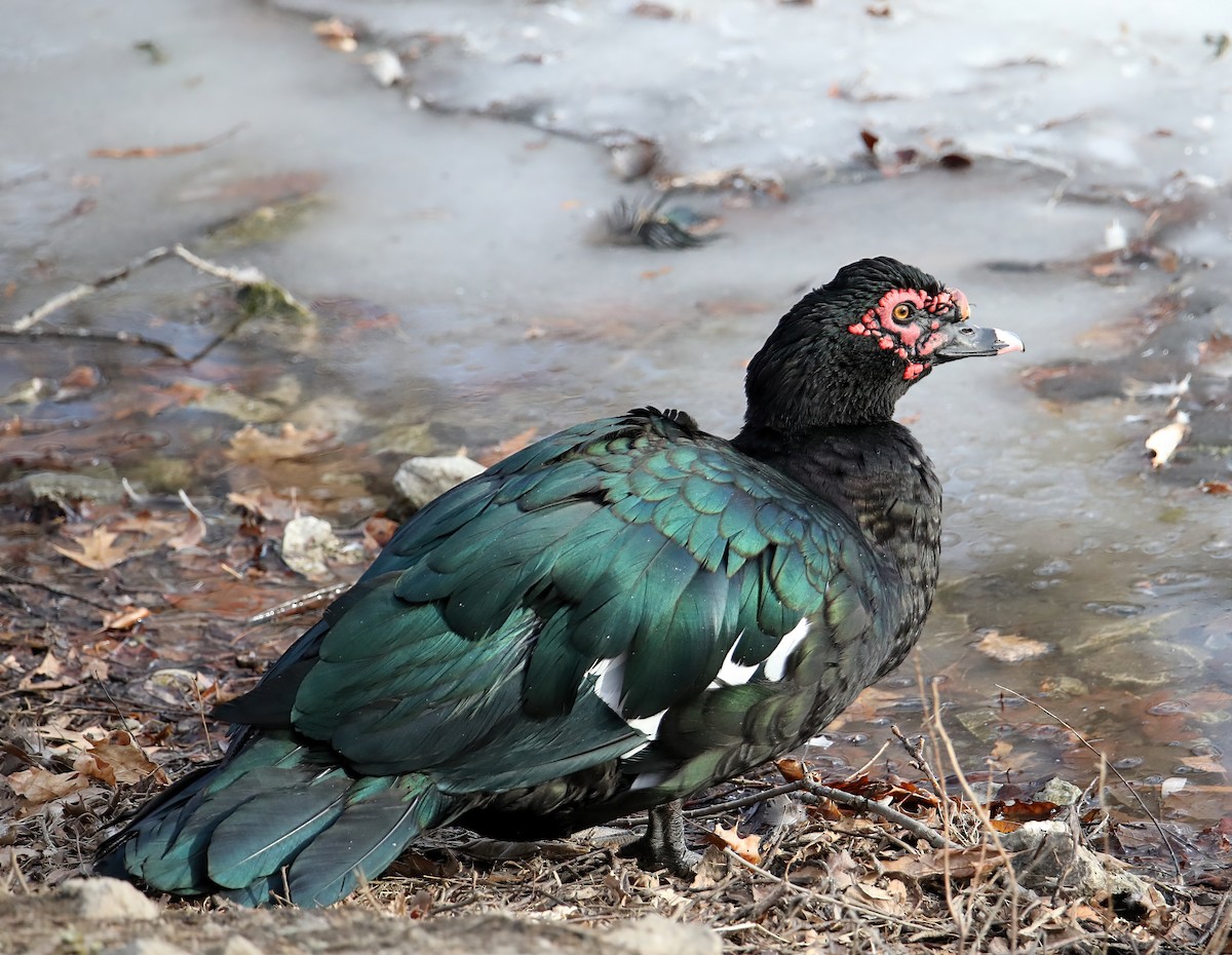 Muscovy Duck (Domestic type) - Elizabeth Winter