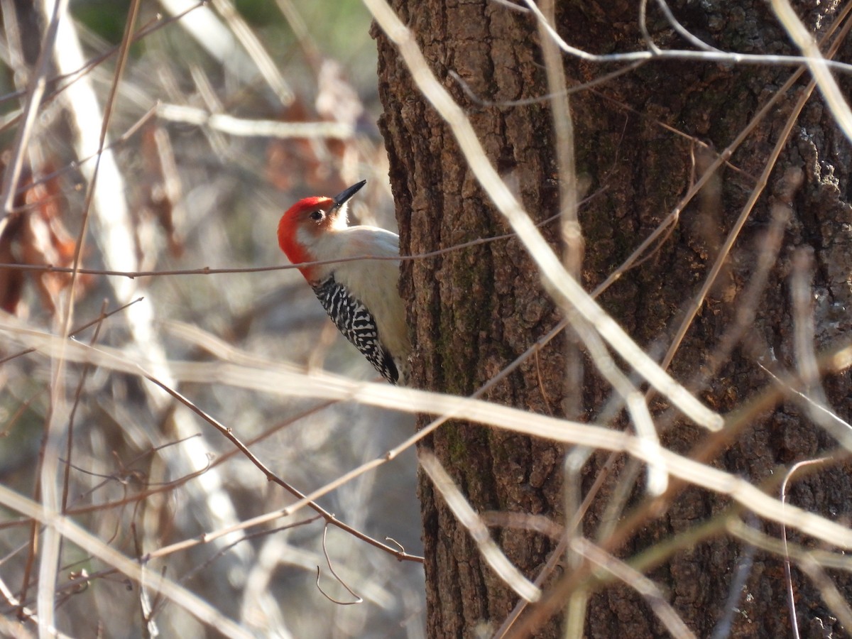 Red-bellied Woodpecker - Paige Richardson