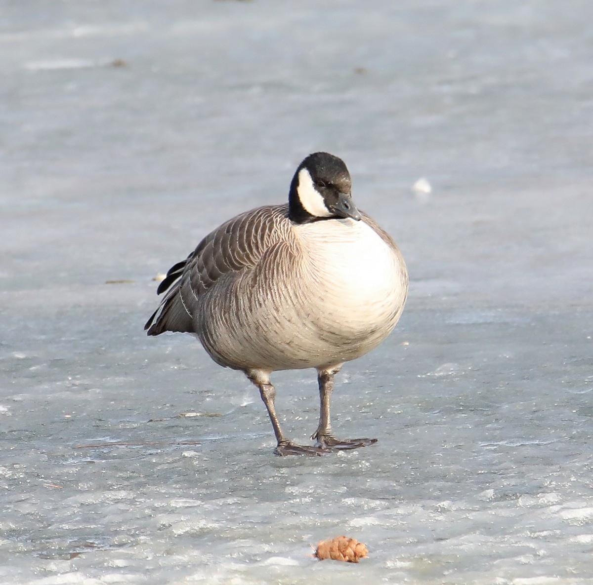 Cackling Goose - ML404815331