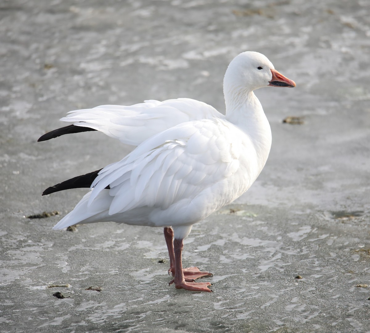 Snow Goose - Elizabeth Winter