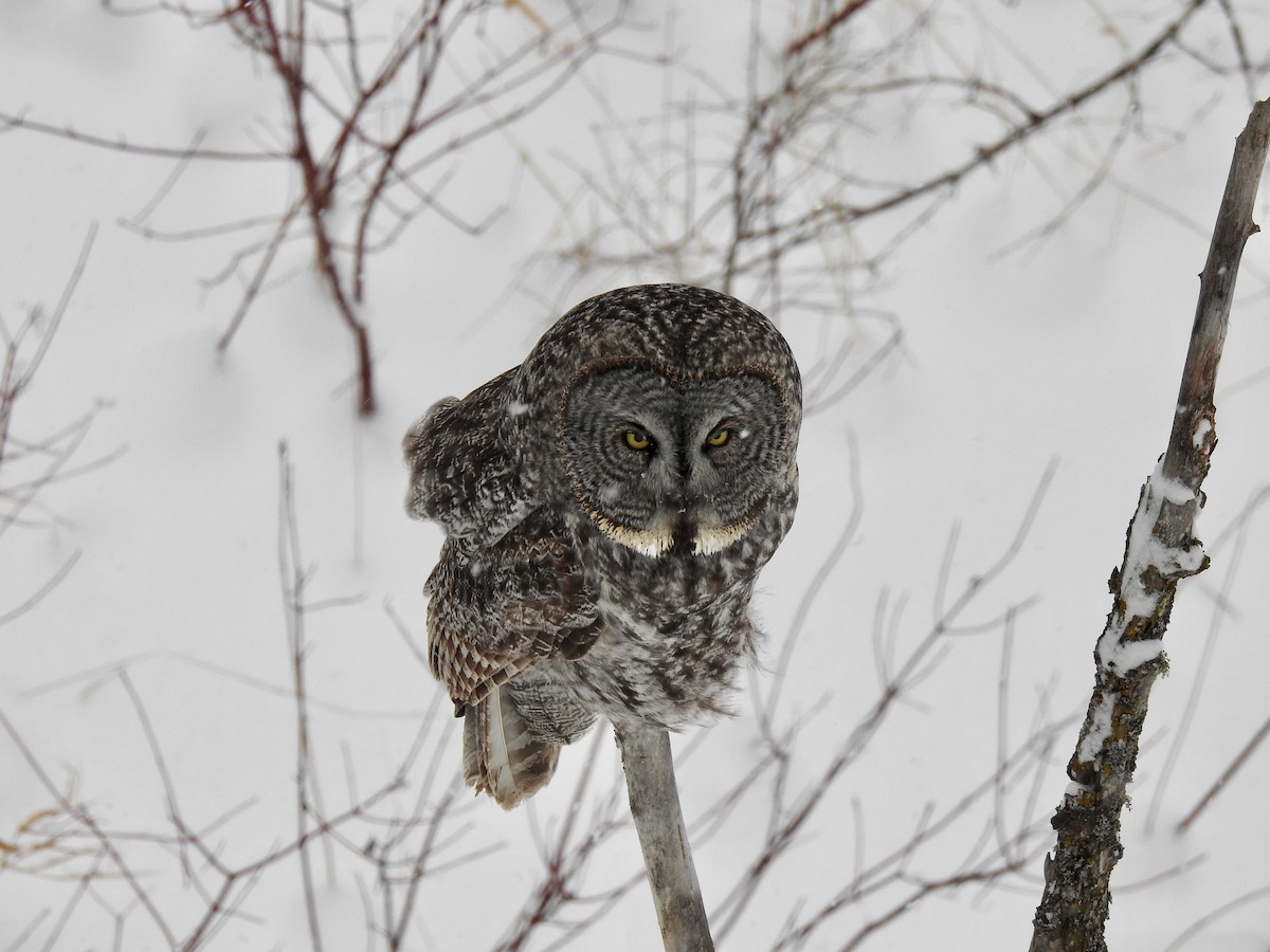 Great Gray Owl - ML404817101