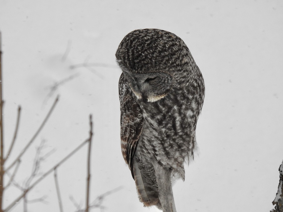 Great Gray Owl - ML404817111