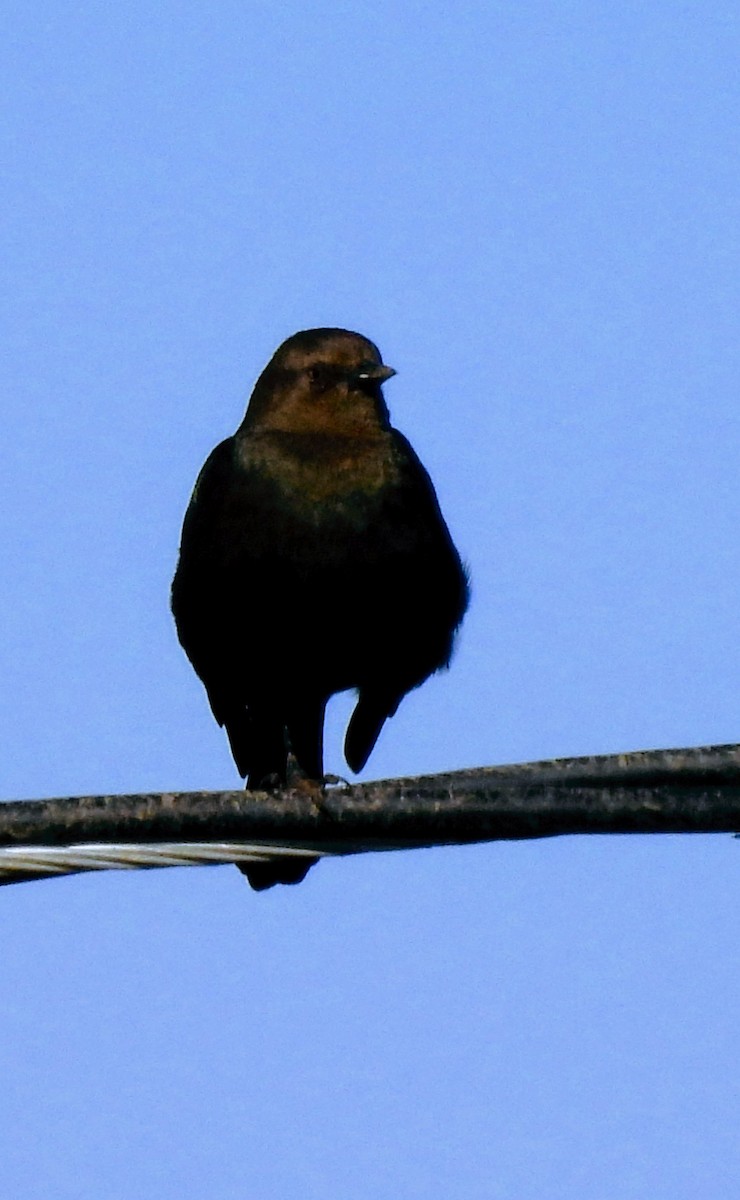 Brown-headed Cowbird - Jim Ross