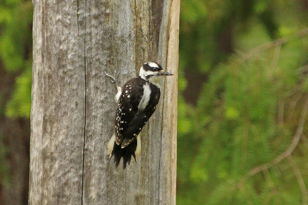 Hairy Woodpecker - ML40482061