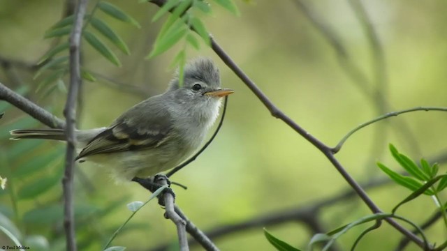 Southern Beardless-Tyrannulet - ML404822711
