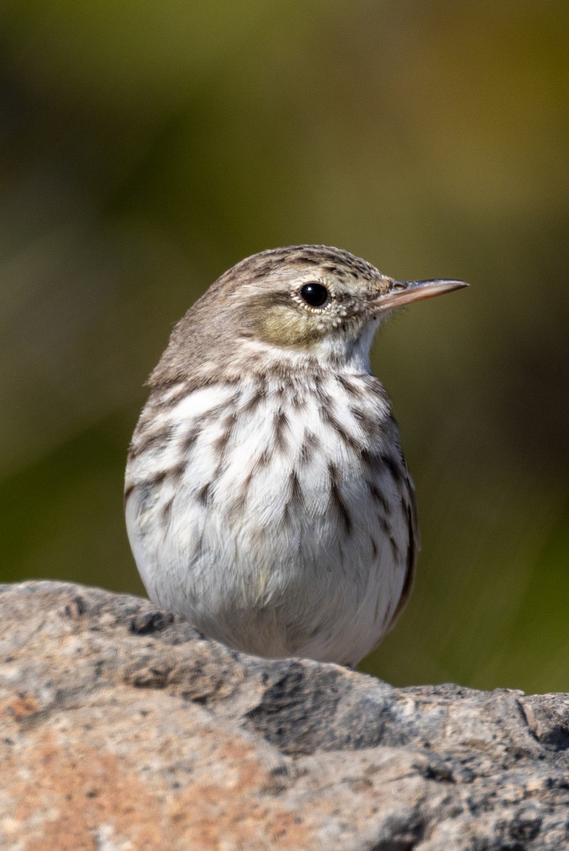 Berthelot's Pipit - ML404824391