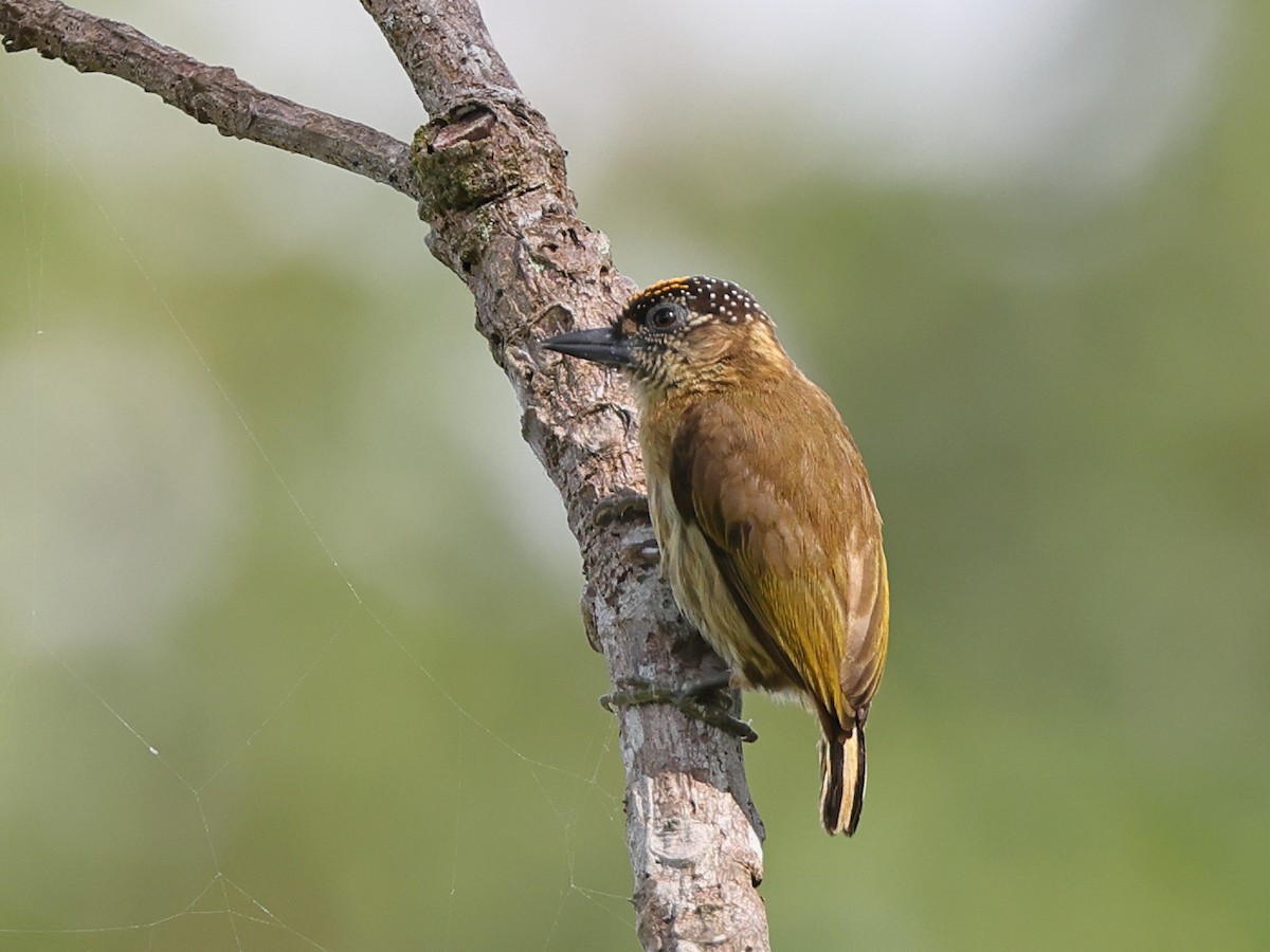 Olivaceous Piculet - ML404824851