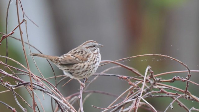 Song Sparrow - ML404825211