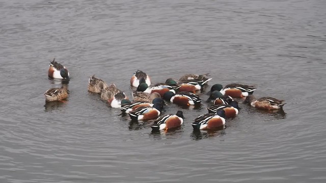 Northern Shoveler - ML404826841