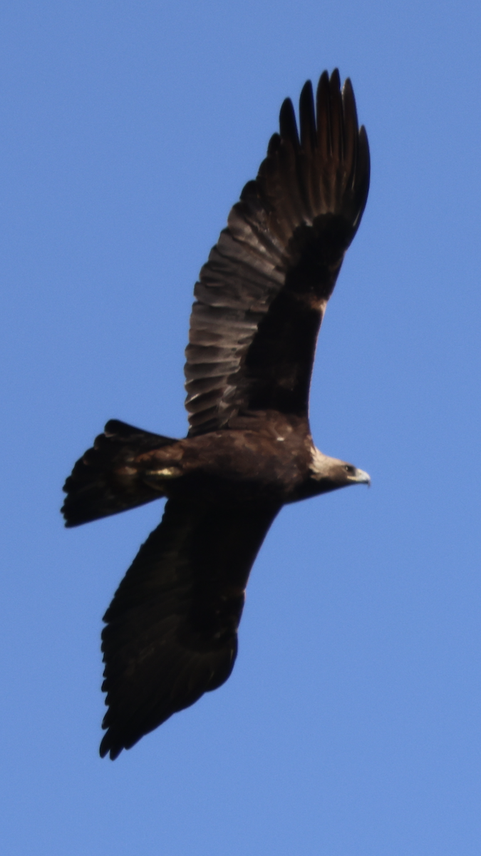 Aquila reale - ML404826971