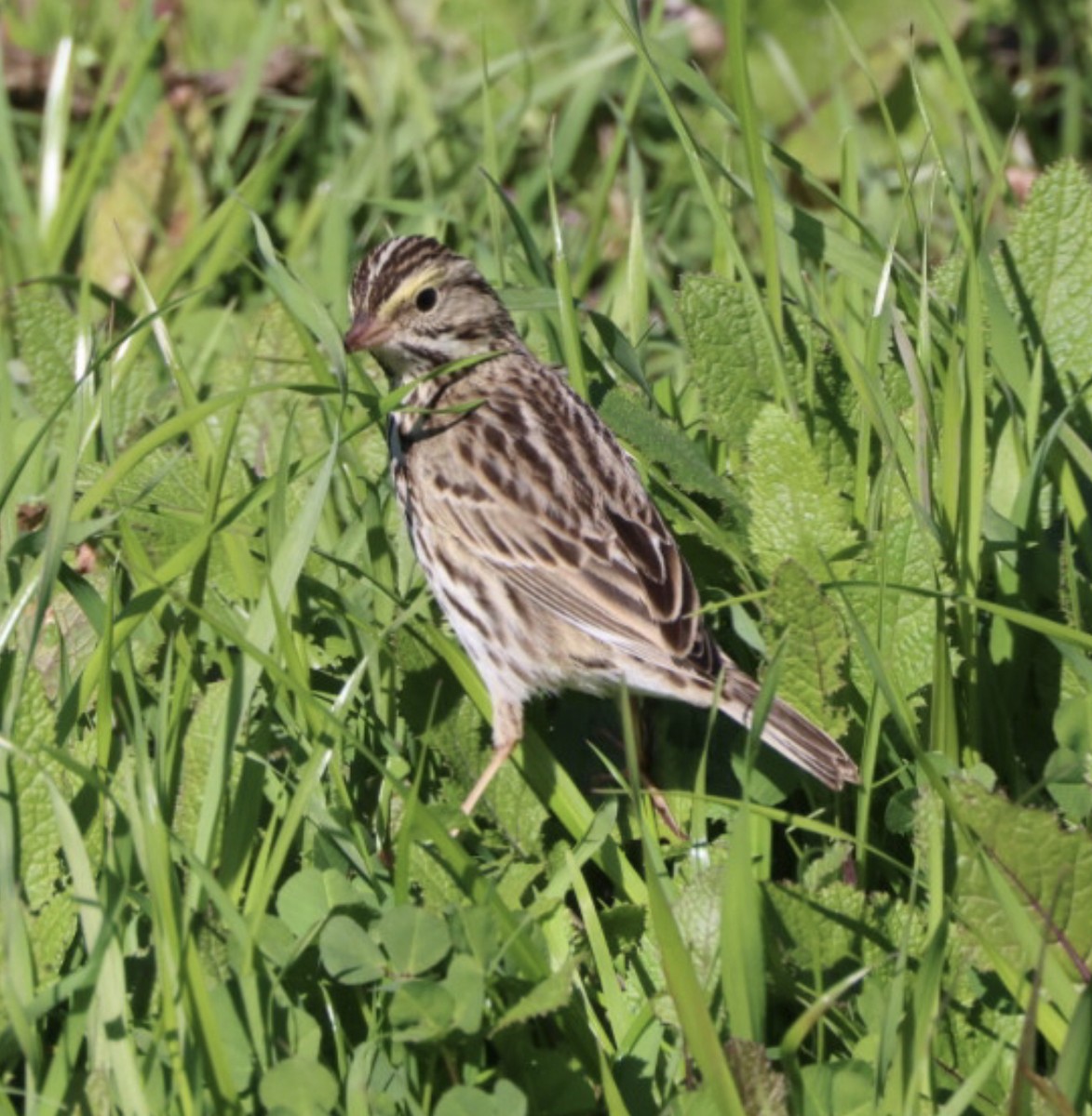 Savannah Sparrow - ML404827081