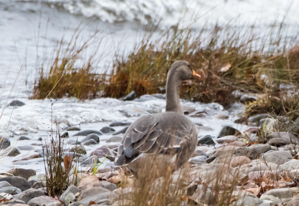 Greater White-fronted Goose (Greenland) - ML40482761