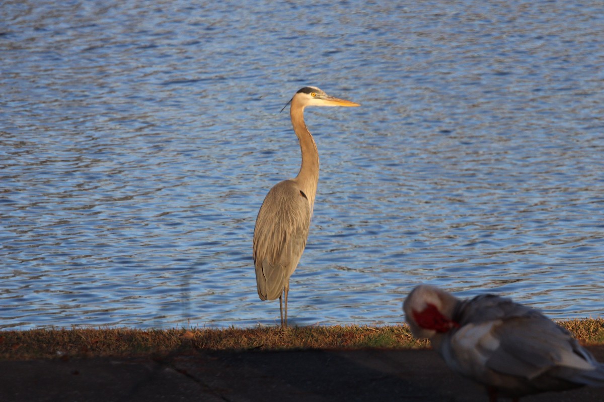 Great Blue Heron - ML404828141