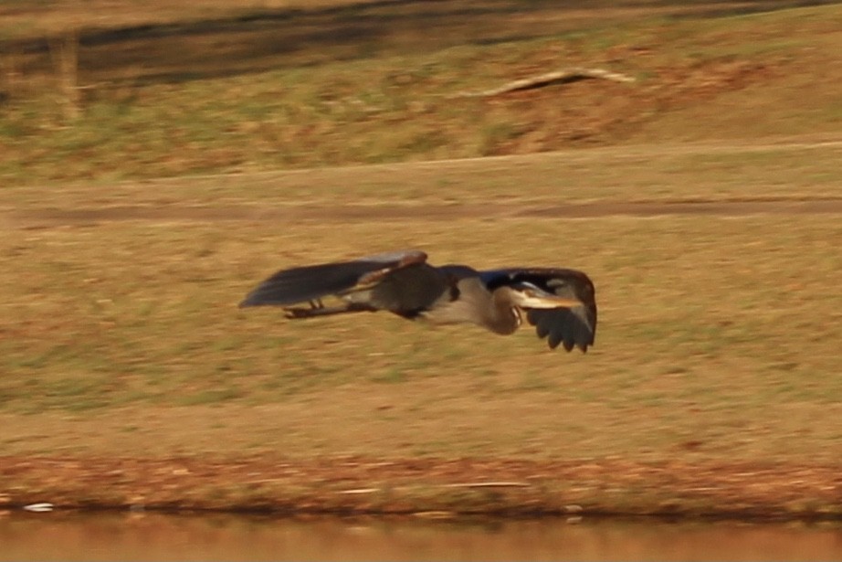 Great Blue Heron - ML404828451