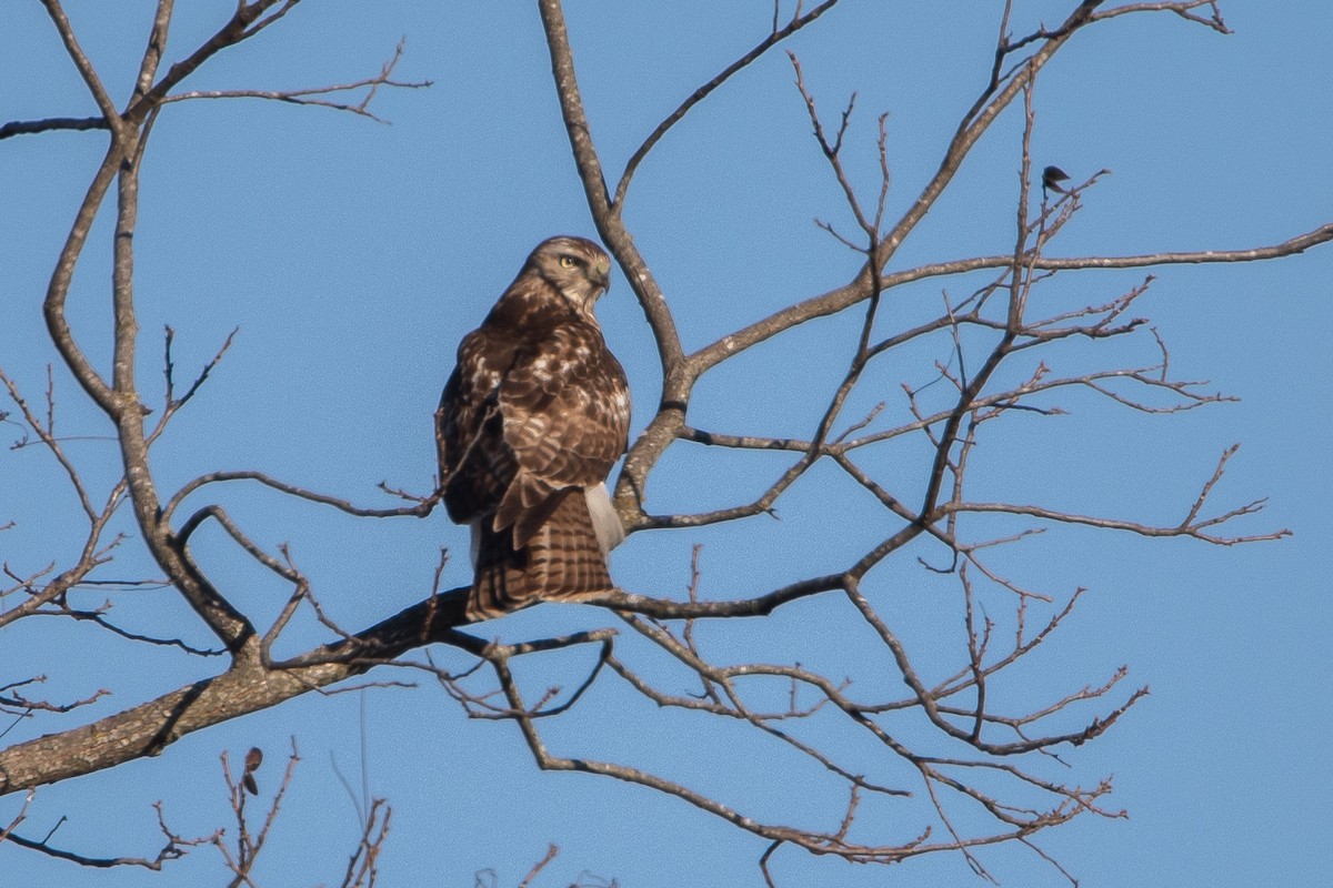 Red-tailed Hawk - Ronnie Maum