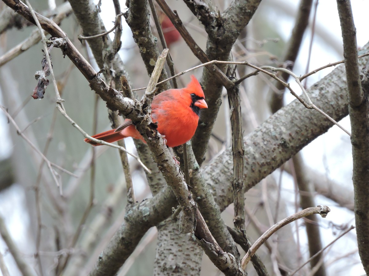 Northern Cardinal - ML40482921