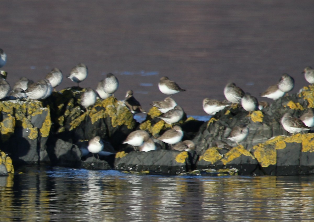 Dunlin - ML40482981