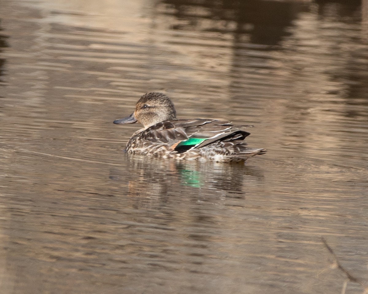 Green-winged Teal - ML404829811