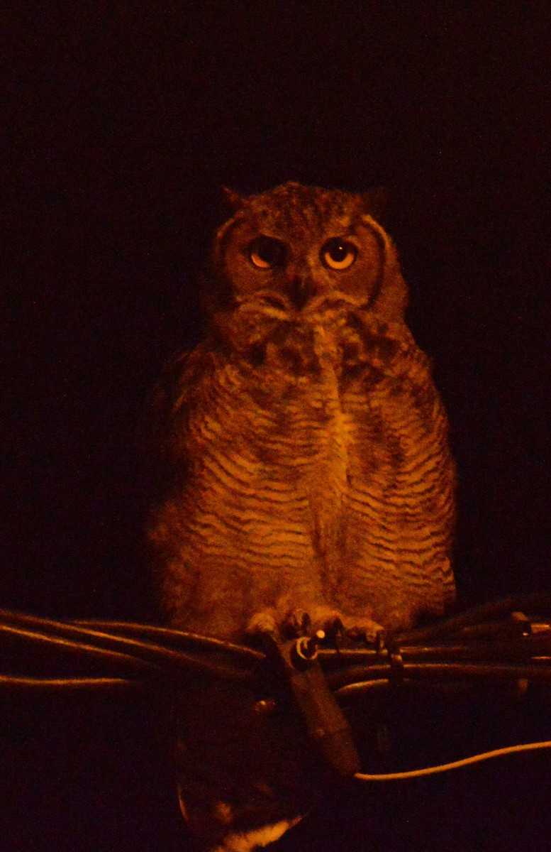 Lesser Horned Owl - ML404830341