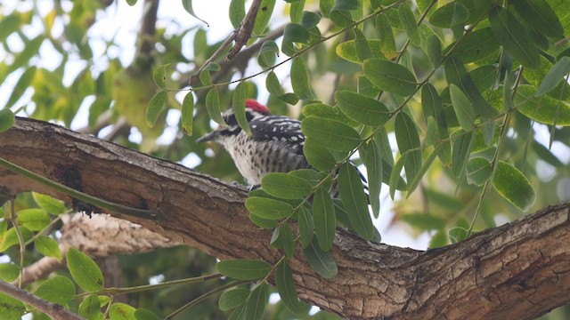 Nuttall's Woodpecker - ML404830871