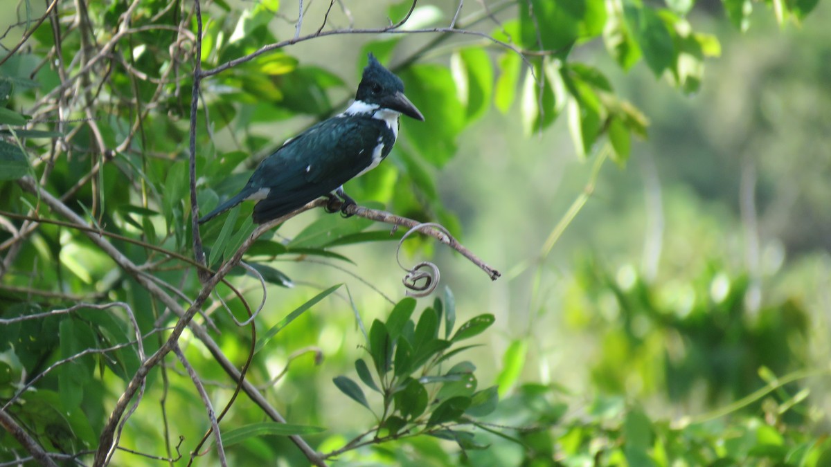 Amazon Kingfisher - ML404832061
