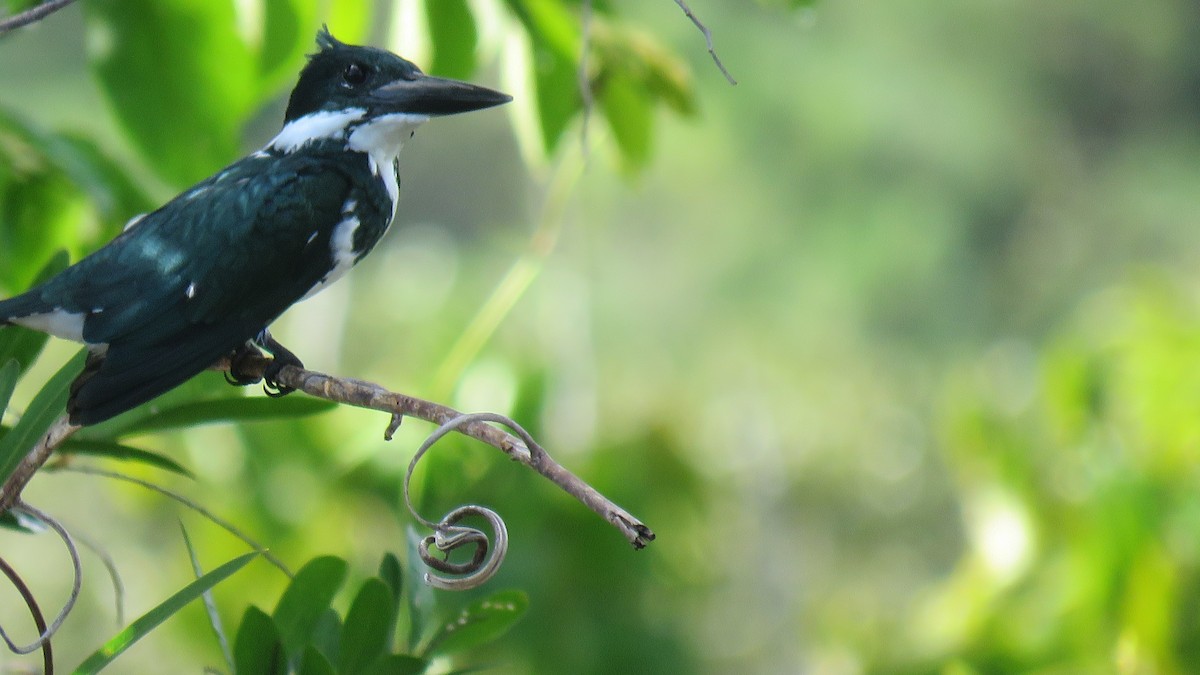 Amazon Kingfisher - ML404832201