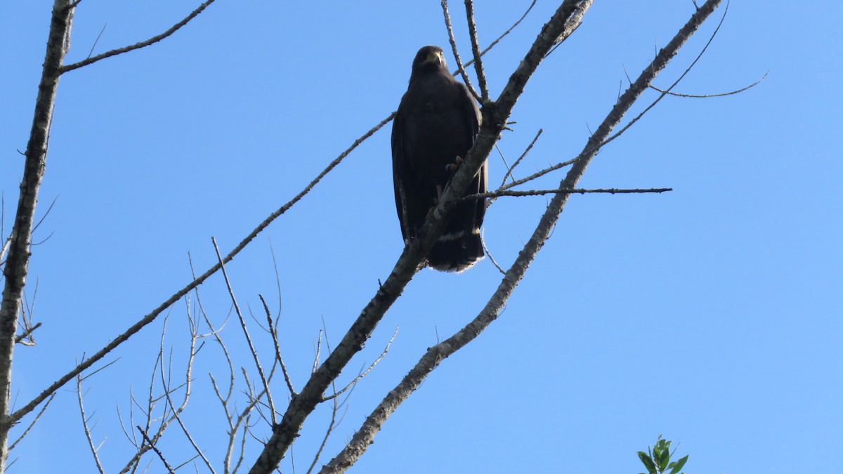 Common Black Hawk - ML404832811
