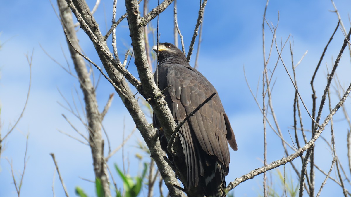 Common Black Hawk - ML404832821