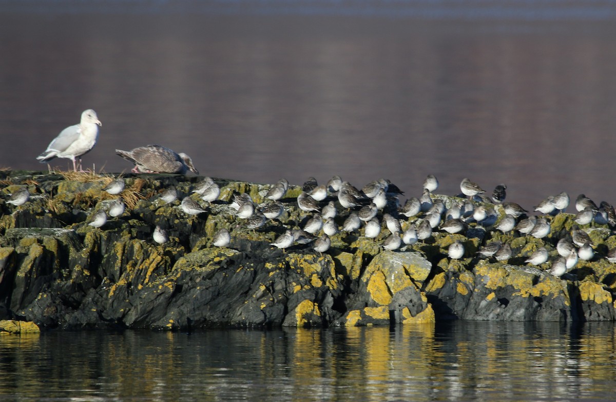 Rock Sandpiper - ML40483361