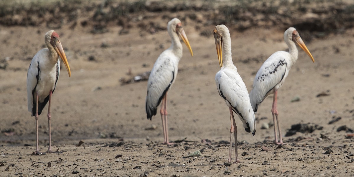 Milky x Painted Stork (hybrid) - Michael Stubblefield