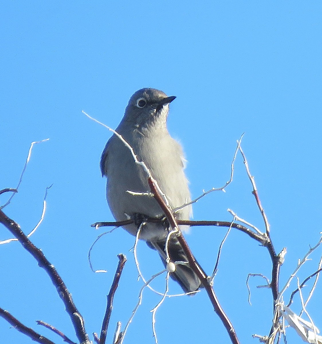 Townsend's Solitaire - ML404836831