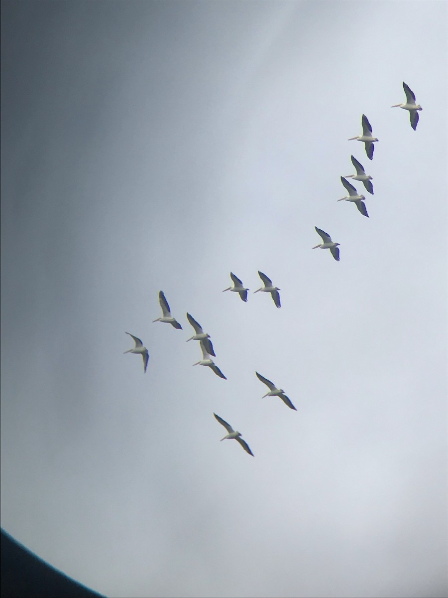 American White Pelican - ML404836941