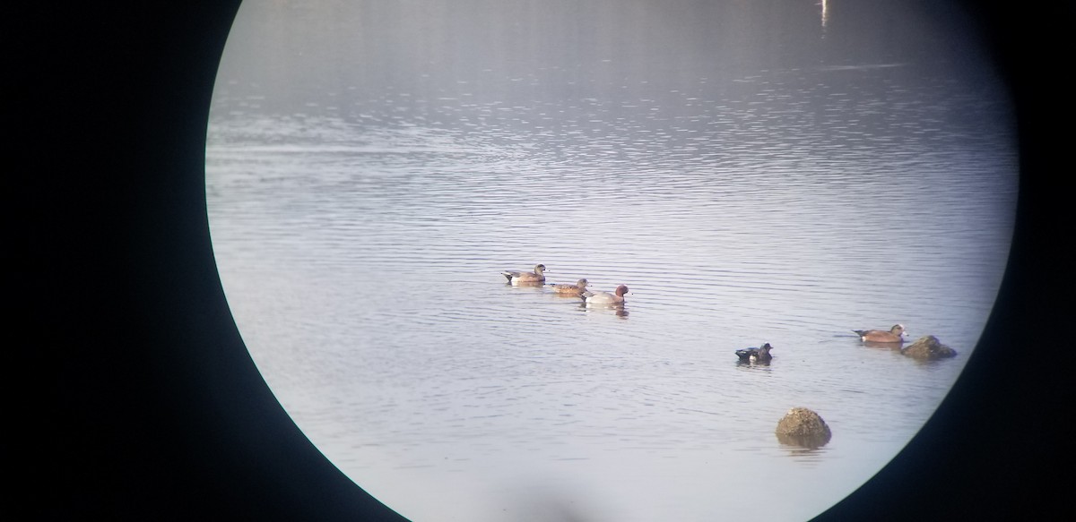 Eurasian Wigeon - ML404837031