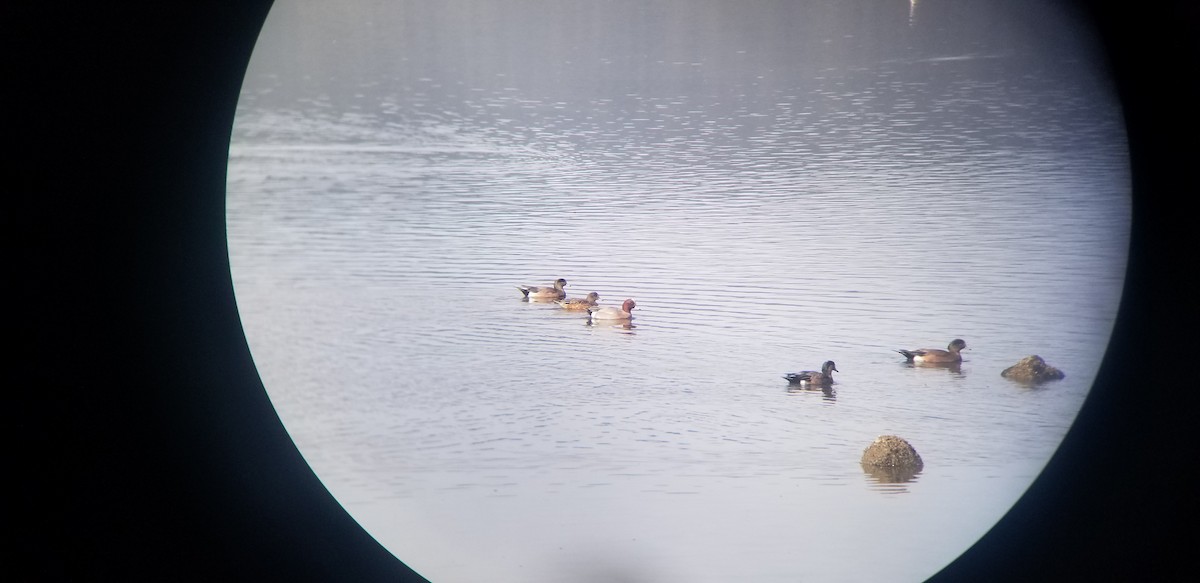 Eurasian Wigeon - ML404837051