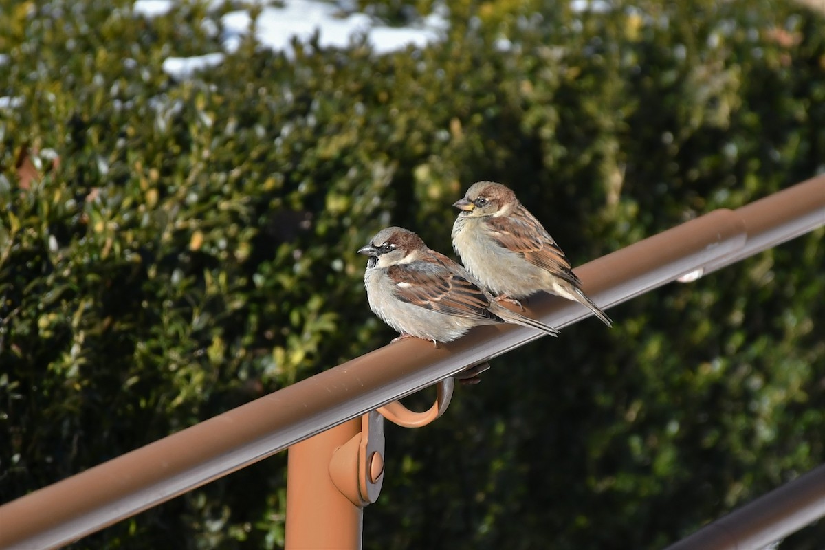 House Sparrow - ML404837291