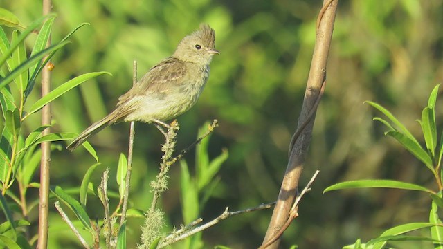 Yellow-bellied Elaenia - ML404837931