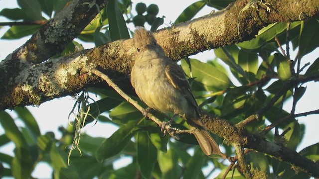 Yellow-bellied Elaenia - ML404837991