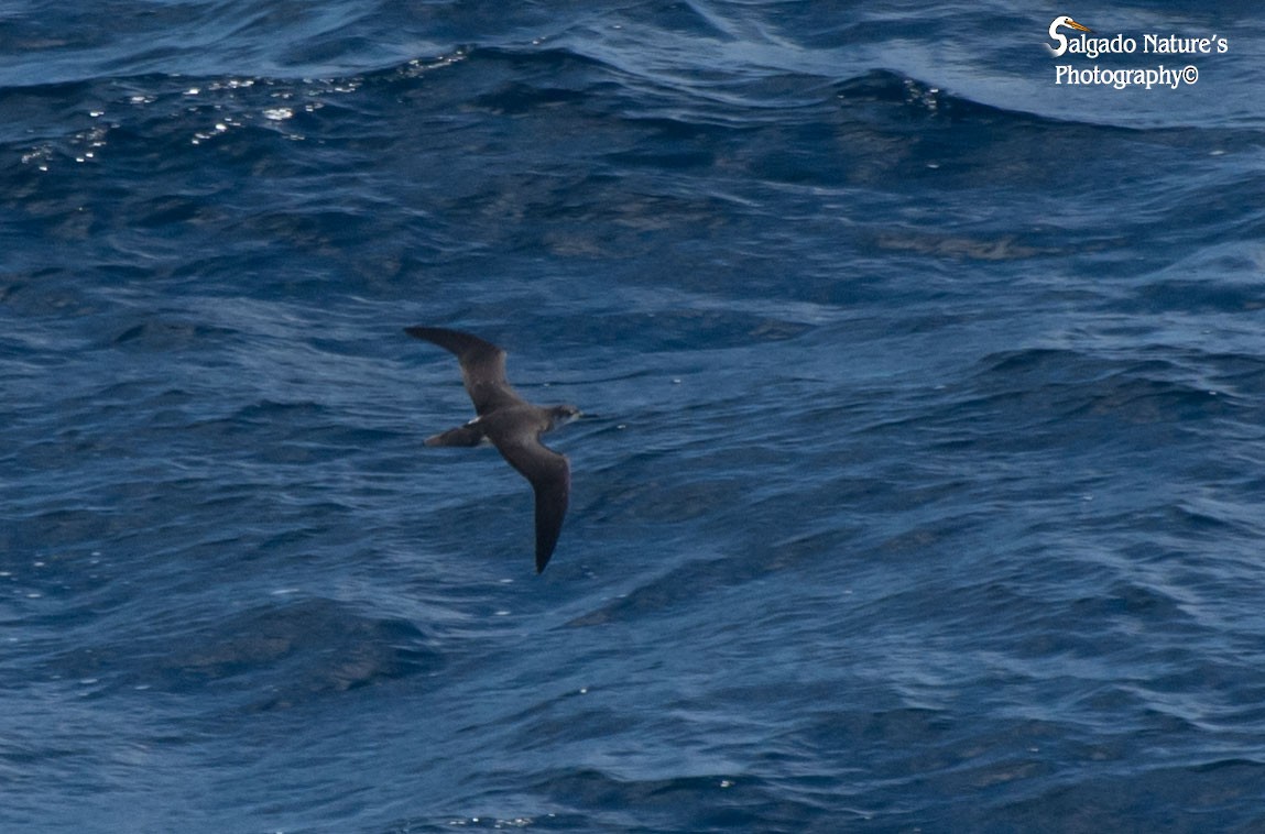 Manx Shearwater - ML40484191