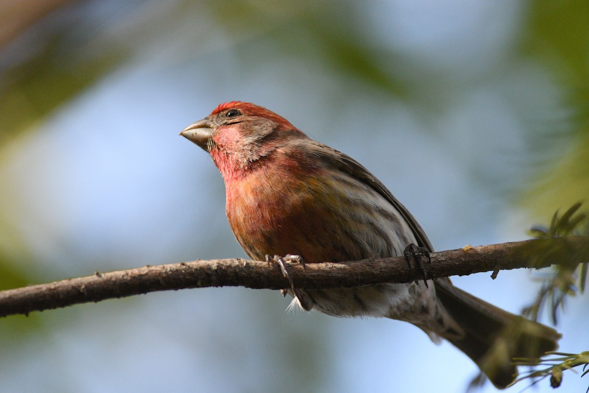 House Finch - Max Brodie