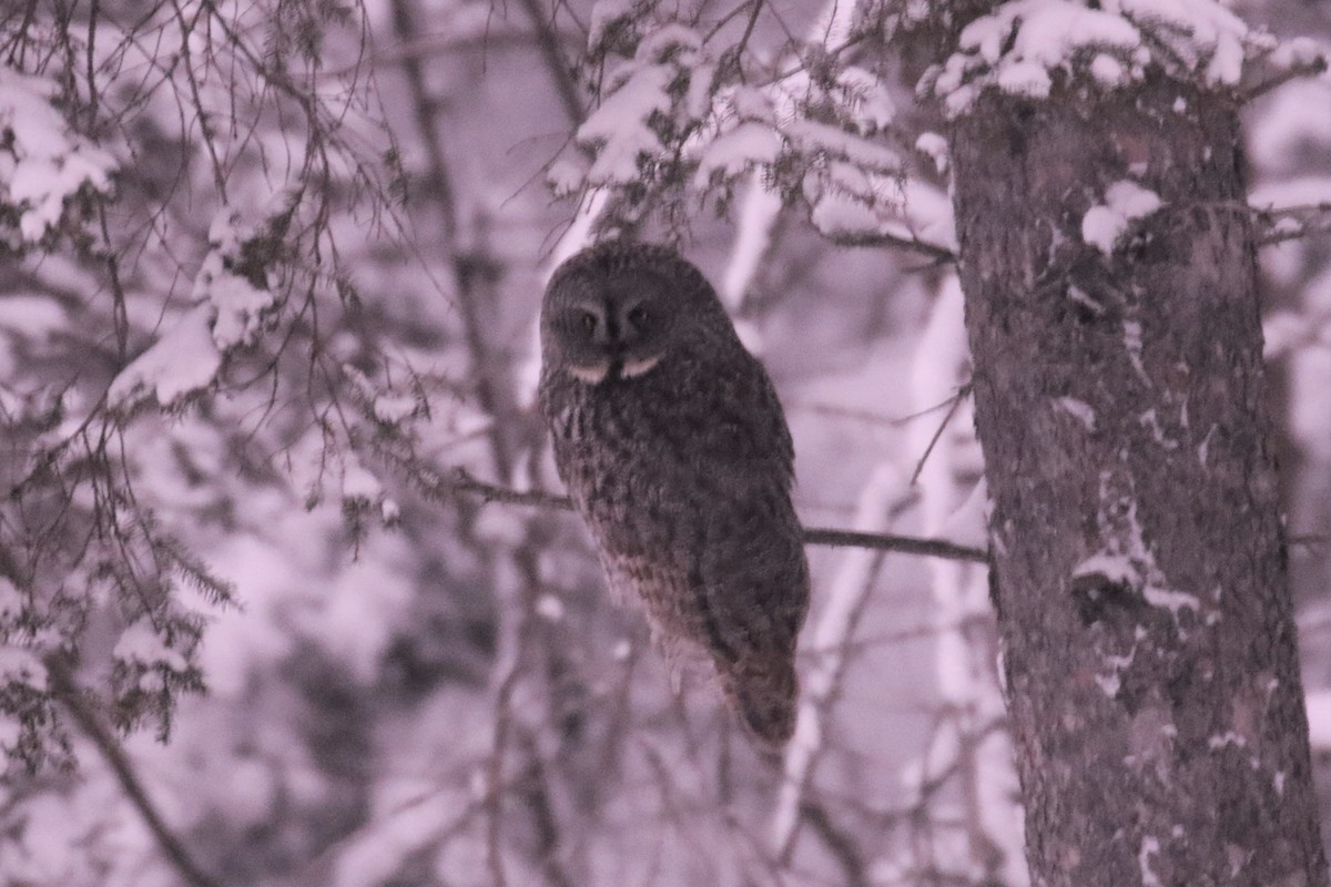 Great Gray Owl - ML404844031