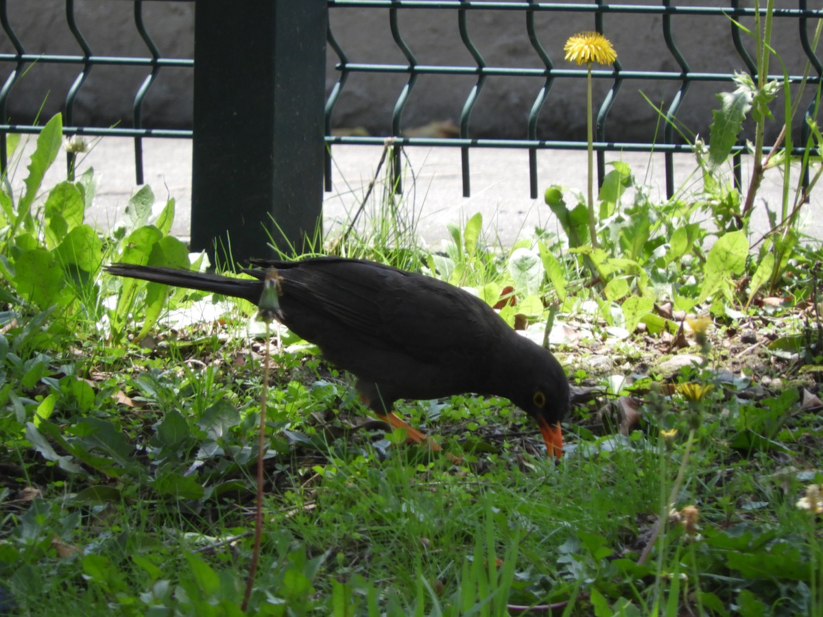 Great Thrush - Oscar Efraín Quiñónez Reyes