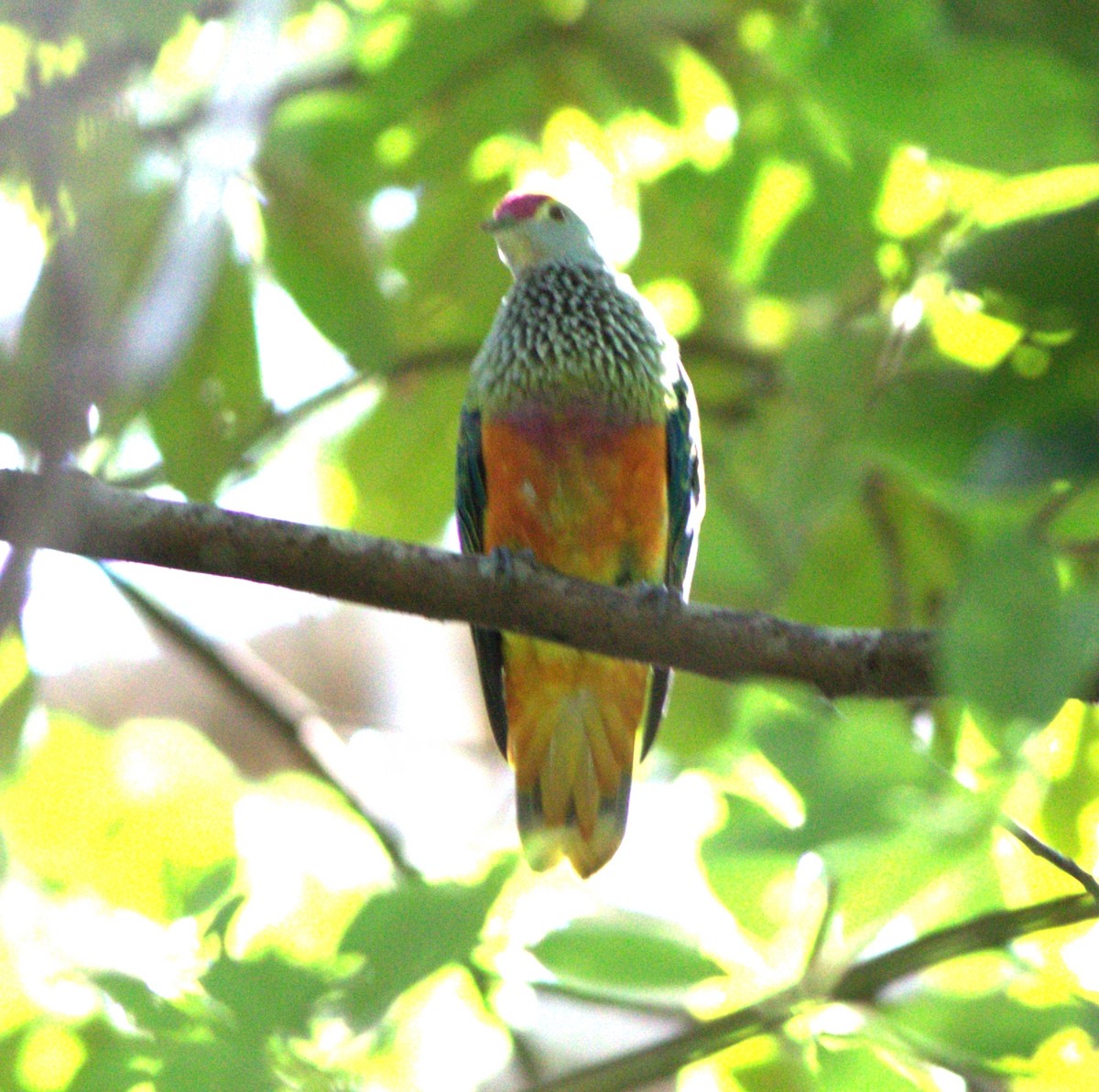 Rose-crowned Fruit-Dove - ML404844351