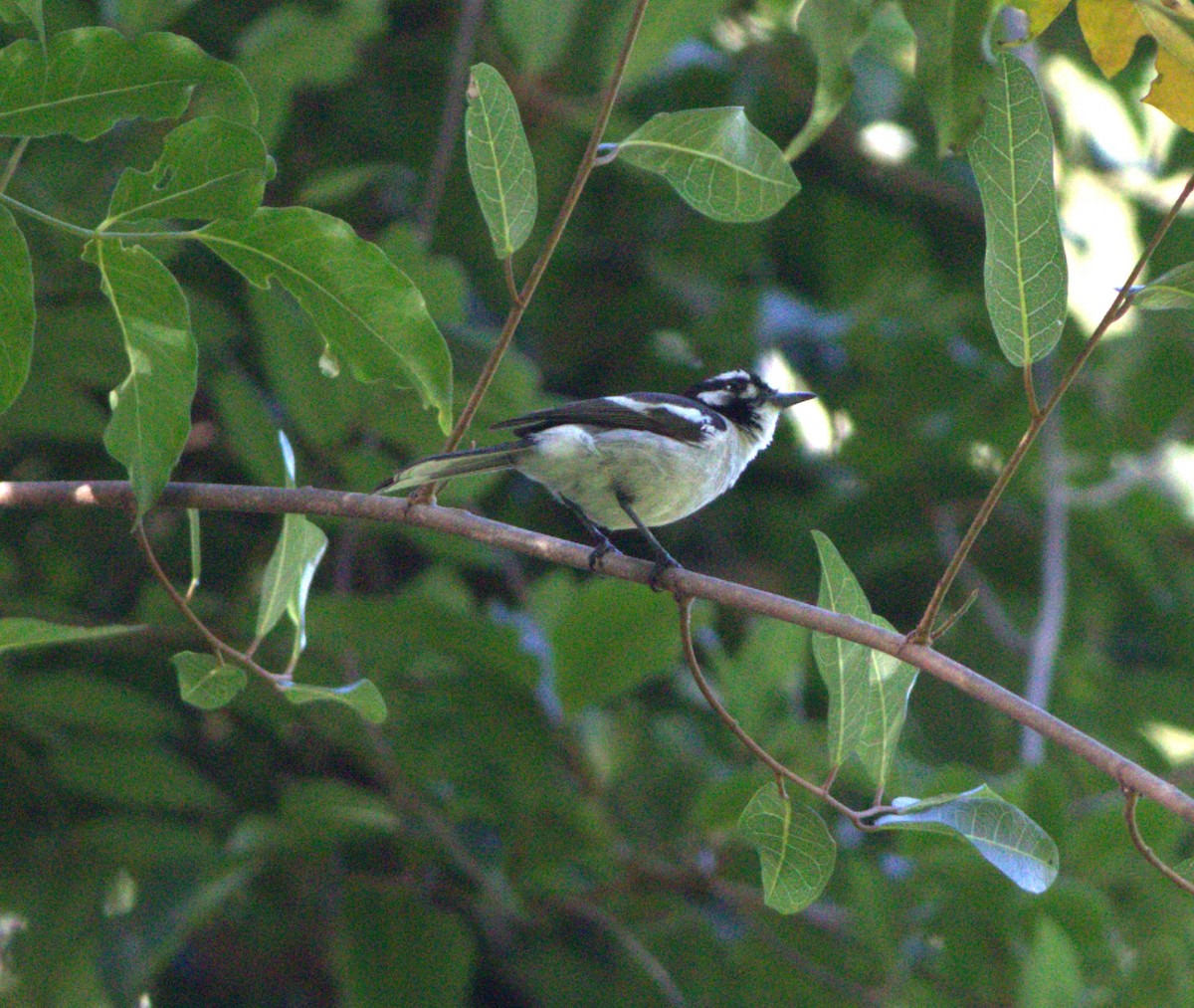 White-eared Monarch - ML404844651